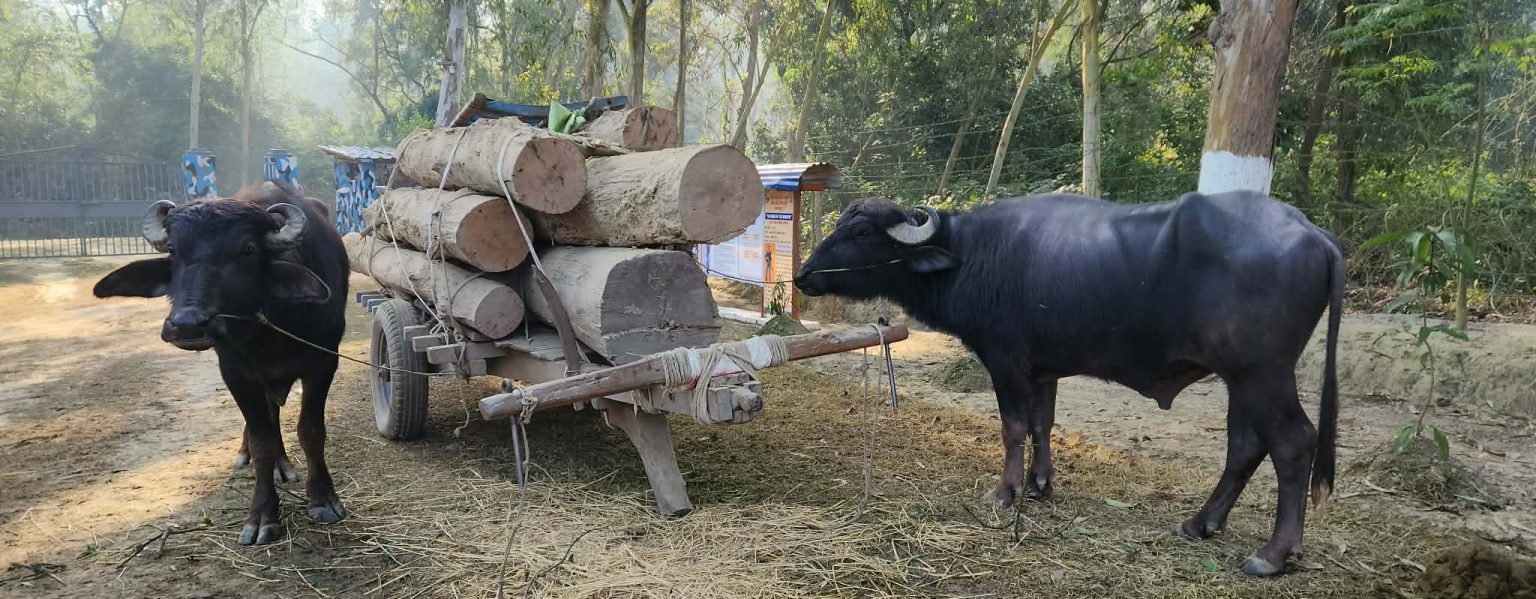 कञ्चनपुरमा नौ गोलिया अवैध काठ बरामद