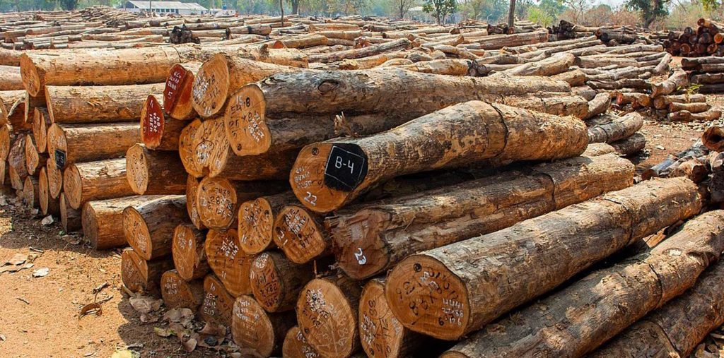 कैलालीमा अरबौको काठ मिलेमतोमा बिक्रिको प्रयास
